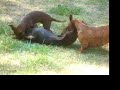 Dachsie Dachsie