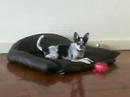 chihuahua-dog-playing-with-her-ball.html