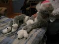 Smoken Cat