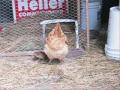 Nanshe and the Chicks
