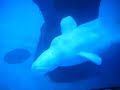 Beluga whales Beluga whales