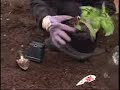 Planting Tomatoes Planting Tomatoes