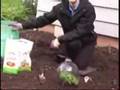 Planting Tomatoes