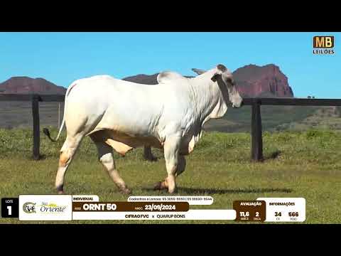 1� LEIL�O PRODU��O FAZENDA ORIENTE