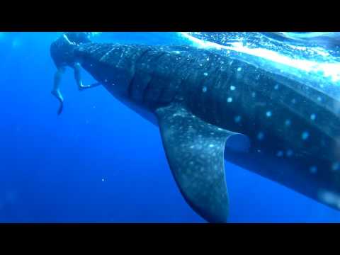 sortie requins-baleines au mexique