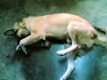 abnoy na kingkong2...