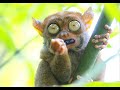 Tarsier Bohol Philippines Tarsier Bohol Philippines