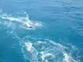 Trolling For Tenggiri At Tanjung Pinang Mapur (Fishing) Trolling For Tenggiri At Tanjung Pinang Mapur (Fishing)