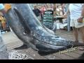 New Blue Marlin Maryland State Record 2009/White Marlin Open Record ....1062 pounds Blue Marlin