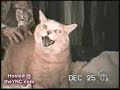 Funny cats!!! Śmieszne filmiki z kotami!!!