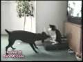Funny cats!!! Śmieszne filmiki z kotami!!!