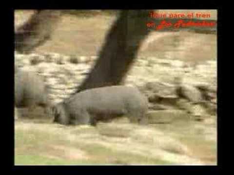 Los Pedroches en televisión (2 parte)