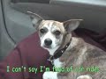 Cody the Whippet/ Min-Pin