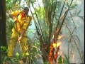 Duas décadas depois da morte de Chico Mendes, o líder dos seringueiros, a extração do látex da seringueira é uma cultura que continua sendo a principal fonte de renda para milhares de pessoas que vivem na Floresta Amazônica. O aumento da ocupação da Região Norte por fazendeiros, incentivados pelo Governo Federal a comprar terras na Amazônia, no entanto, levou seringueiros a criarem reservas extrativistas.