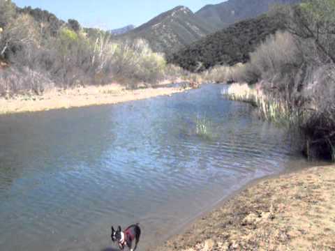 Angel swims in the Sespe River- Los Padres National Forest