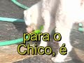 A história de Chico, um cão de rua A história de Chico, um cão de rua