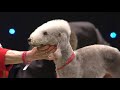 Group Judging (Terrier) and Presentation - Crufts 2012