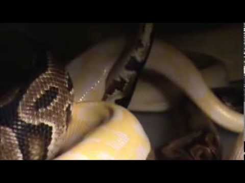 how to properly breed a ball python