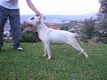 Bull terrier  Lizzy Venezuela 1