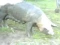 Falusi magyar diszn�hajt�s