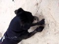 Minnie moo just having a little dig.