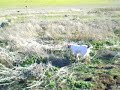 Caza de conejo. Por Tomás y Fany. Caza de conejo. Por Tomás y Fany.