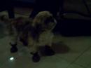 Mickey New Shoes Part 2