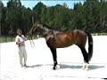 Dutch Warmblood stallion Ruben O at his RPSI inspection. Owned and Trained by Centaur Farms. Stud fee and  Breeding info at www.centaurfarms.com