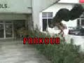 los blopers i parkour con sus madrazos y babosadas y mamadas