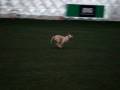 videos de BIGBANK dog show