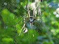 Aranha e abelha
