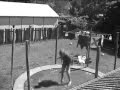 November Trampoline and Tricking 2009 - Lose Yourself