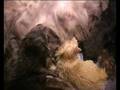 Kittens geboren, Pukkie verloren