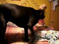 Talking dog : BIMO