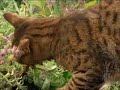 Gatos que se drogan nebeda Gatos que se drogan nebeda
