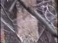 Deer Hunting, Nick Krivoniak arrows a Wide Ohio Buck Deer Hunting, Nick Krivoniak arrows a Wide Ohio Buck