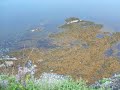 coxs cove newfoundland