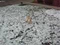 videos de Memphis in the snow