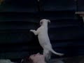 Baby Pitbull (Pookie)