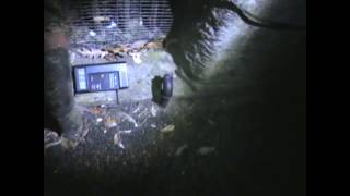 Investigating Our Local Church