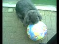 Konijn Rijde Op Bunny Voelbal