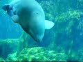 Qila at Vancouver Aquarium