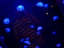 cool jellyfish at the riverbanks zoo cool jellyfish at the riverbanks zoo
