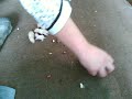 baby hamster (fifteen days old)