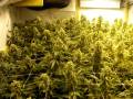 videos de My grow room for cannabis plants by Limbo on hennepdesk.eu Day 46/60