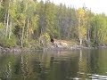 bear swimming bear swimming