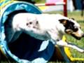 dogs vitamins,supplements, dogs health