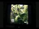 Crysis Maxed Again...