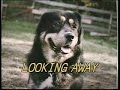 Turid Rugaas Calming Signals DVD