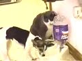 cat and dog cat and dog